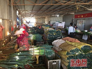 漳浦赤湖数万亩大葱滞销 农民期盼企业来收购